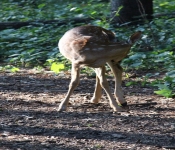 Westwood2013 Deer 042